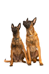 Obraz premium Two Belgian Malinois dogs