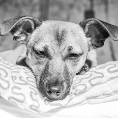 Brown cute puppy dog isolated on white background - black and white photo of rescue pet dog with...