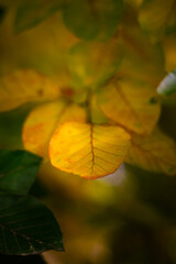 yellow leaves on a tree