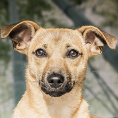 Brown cute puppy dog isolated on white, green background - rescue pet dog with adorable eyes