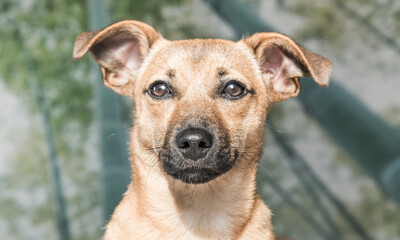 Brown cute puppy dog isolated on white, green background - rescue pet dog with adorable eyes