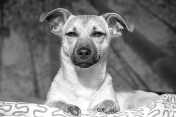 Brown cute puppy dog isolated on white background - black and white photo of rescue pet dog with...