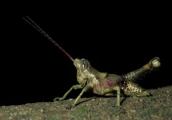 Long horned grasshopper