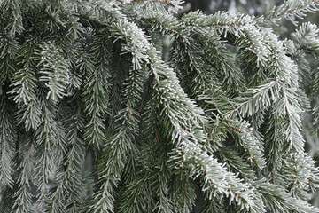 Fir tree branch with cones hoarfrosted with rime in the forest nature background texture, closeup, copy space, winter holidays: christmas and new year concept