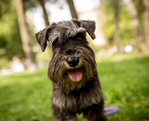 Portrait of cute miniature schnauzer at the park.