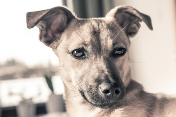Brown cute puppy dog isolated on white, green background - rescue pet dog with adorable eyes