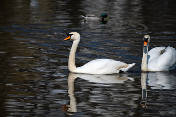 Close up young swan portrait grey nature spring birds wild life