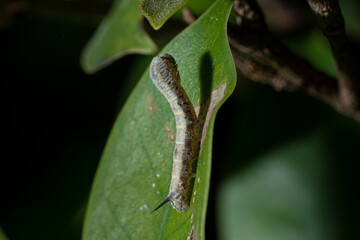 Butterfly larva (Caterpillars) on leaves and black background. Macro shot.