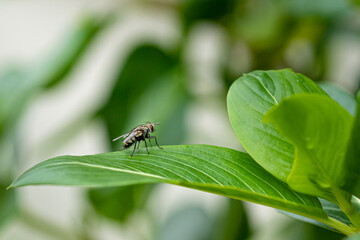 House fly, Fly, House fly on leaves. Macro house fly.