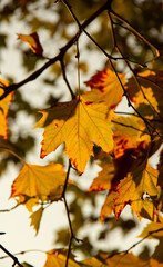 yellowed maple leaves in the rays of the autumn sun. natural autumn background.