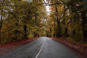 Trees in autumn around road. Shooting date - 10/11/2020. Location - Limbazi, Limbazu novads, Latvia.