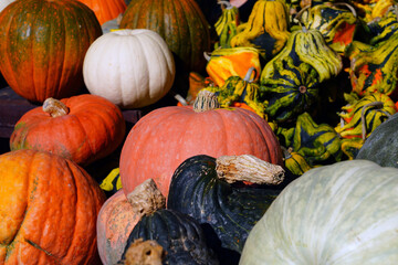 Colorful orange, yellow and white pumpkin squashes and gourds at a farmers market in the fall
