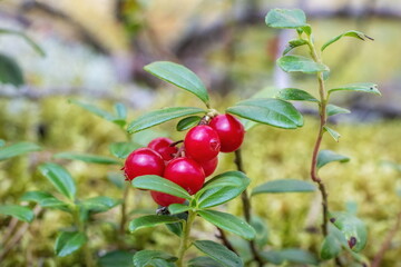 Natural forest cranberries in growth from sandy soil