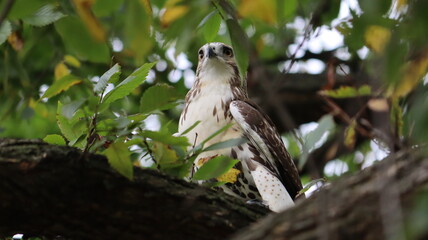 Hermosa ave emplumada