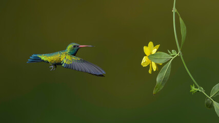 Picaflor verde, chlorostilbon lucidus