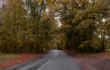 Trees in autumn around road. Shooting date - 10/11/2020. Location - Limbazi, Limbazu novads, Latvia.