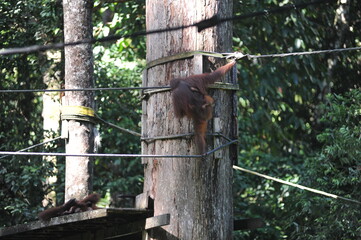 Orangutan in natural jungle tropical forest in Borneo island, endangered species of mammal