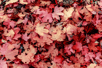 Red maple leaves background. Creative autumn background of fallen red leaves in the forest. Seasonal concept. Red maple leaf fall on ground in autumn in Latvia.