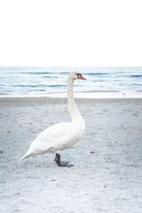 Beautiful proud swan enjoying sun on a beach in Kolobrzeg, Poland