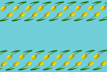 Fototapeta na wymiar Floral pattern of yellow tulips isolated on a turquoise background. Creative holiday concept. Flat lay. Top view. For design with copy space in minimal style, template for lettering or text.