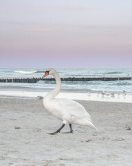 Beautiful proud swan enjoying sun on a beach in Kolobrzeg, Poland