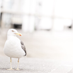 Seagull on the street of Ullapool, Scotland