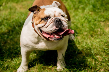 Fototapeta premium Portrait of cute english bulldog at the park.
