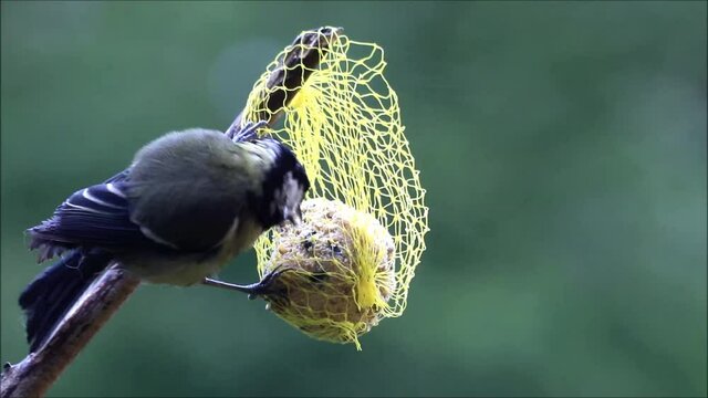 great tit parus major on fat ball
