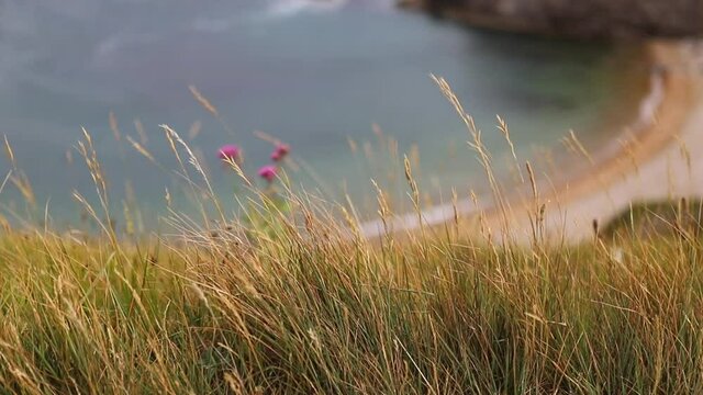 Tall Dry Grass and Purple Flowers with the Jurassic Coast as Background