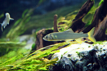 激しい水流の中で縄張りをパトロールする若い鮎のスマートな姿