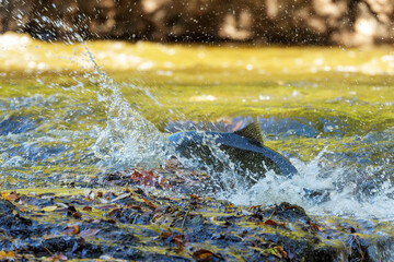 Chinook Salmon also known as King Salmon returning to their home rivers to spawn