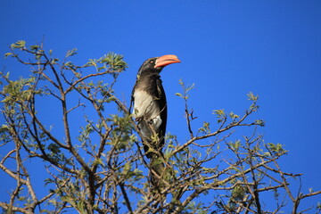 Yellow Billed Hornbill