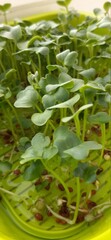 Obraz premium leaves
