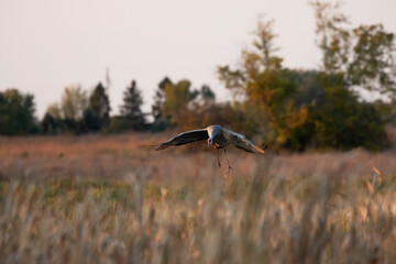 Landing sandhill cranes in the meadow