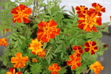 Tagetes Blumen in voller Blüte / Studentenblumen blühen