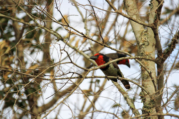 Blackcollared Barbet