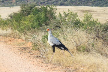 Secretary Bird