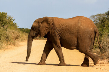 Fototapeta premium Elephant walking in the African wild