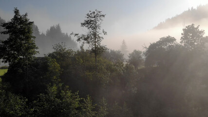 Scenery of the green forest near mountains. White haze above the trees.
