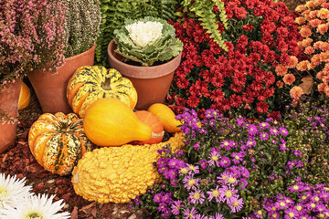 Obraz na płótnie Canvas Still life with a variety of pumpkins and seasonal blooming flowers at the harvest festival. Autumn season