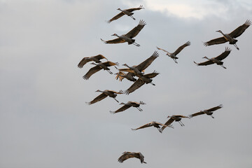 The flock of sandhill crane in flight