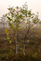 Fototapeta premium Misty scene on a foggy morning with colorful birch trees in swamp in October in Kangari in Latvia
