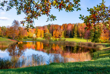 Fototapeta premium Autumn foliage in Pavlovsky park, Pavlovsk, Saint Petersburg, Russia