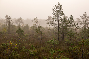 Obraz na płótnie Canvas Misty scene on a foggy morning in swamp in October in Kangari in Latvia