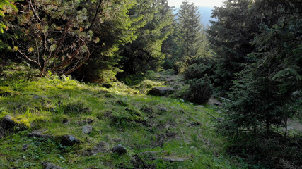 Stones and grass near the forest. Forest glade near the path.