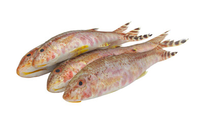 Goatfish or red mullet isolated on white background