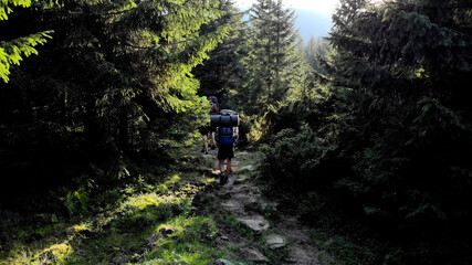 People on the forest path. Tourists walk through the coniferous forest.