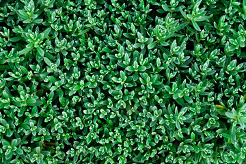 Obraz premium Green spring background of small flowers.