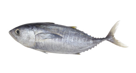 Fresh raw tuna fish isolated on white