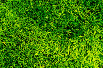 Green lawn grass, natural background